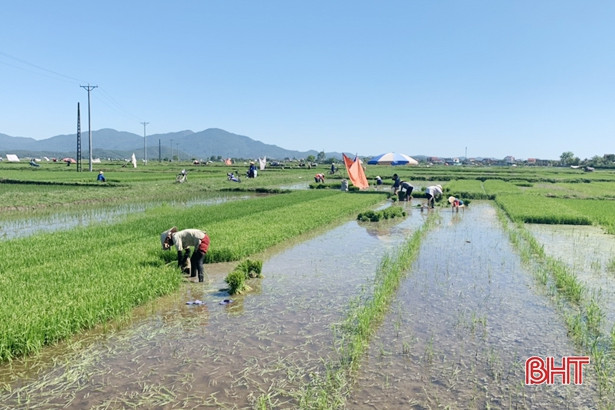 Nông dân Lộc Hà gieo cấy lại 766 ha lúa hè thu