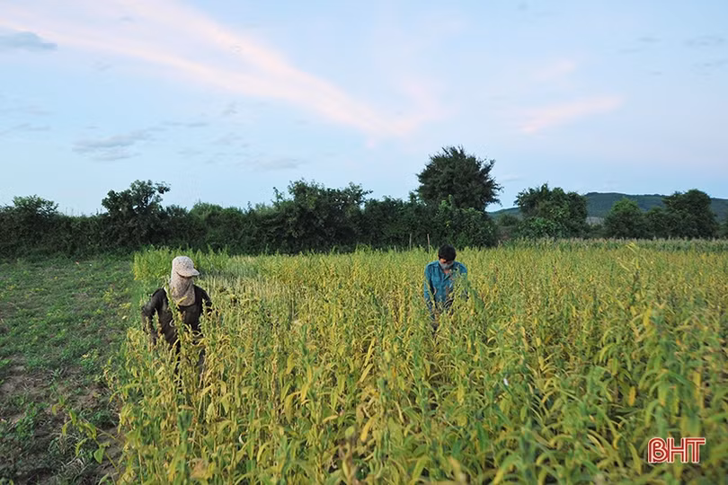 Nông dân Hương Khê phấn khởi thu hoạch sớm vừng hè thu