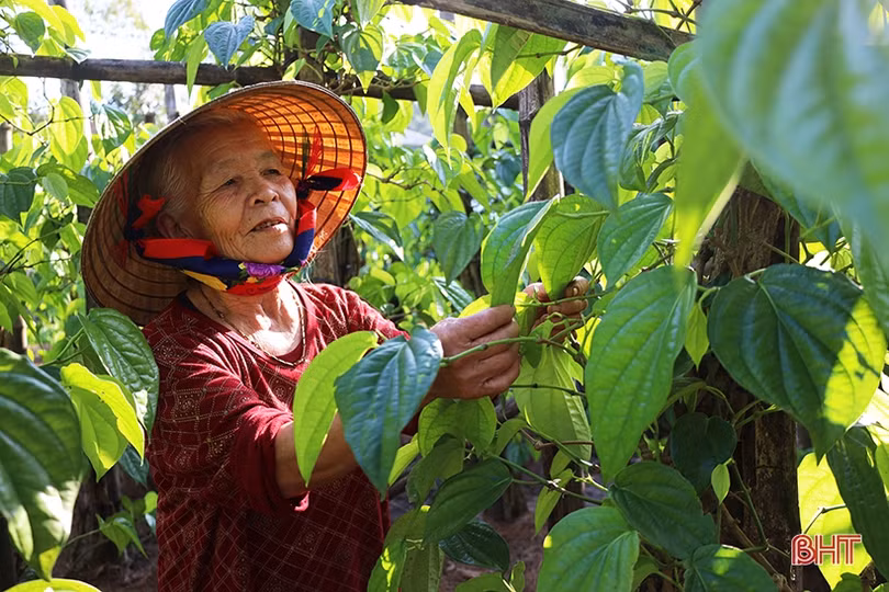 Làng trầu “tiến vua” ở Hà Tĩnh tất bật vào vụ tết