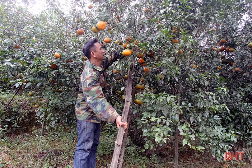 “Vựa” cam bù Hà Tĩnh vào mùa thu hoạch