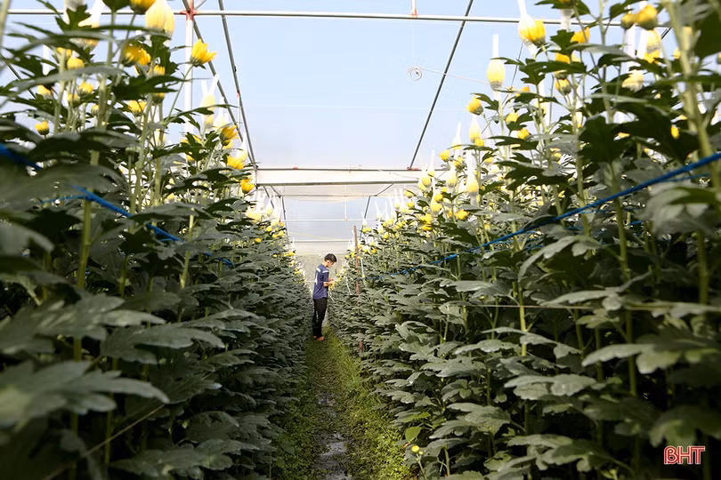 Thương lái đến tận vườn đặt cọc, người trồng hoa ở Hà Tĩnh hết lo ế hàng