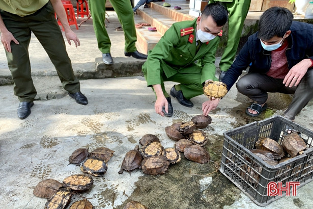 Phát hiện số lượng lớn động vật hoang dã tại một nhà dân ở vùng thượng Kỳ Anh