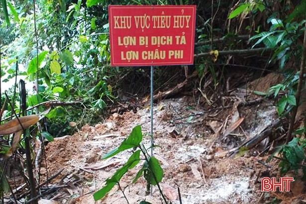 Vũ Quang tiêu hủy gần 4 tạ gia súc mắc bệnh dịch tả lợn châu Phi