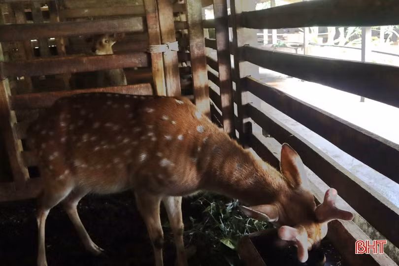 Người dân Hương Sơn chăm hươu chờ hái lộc Tết