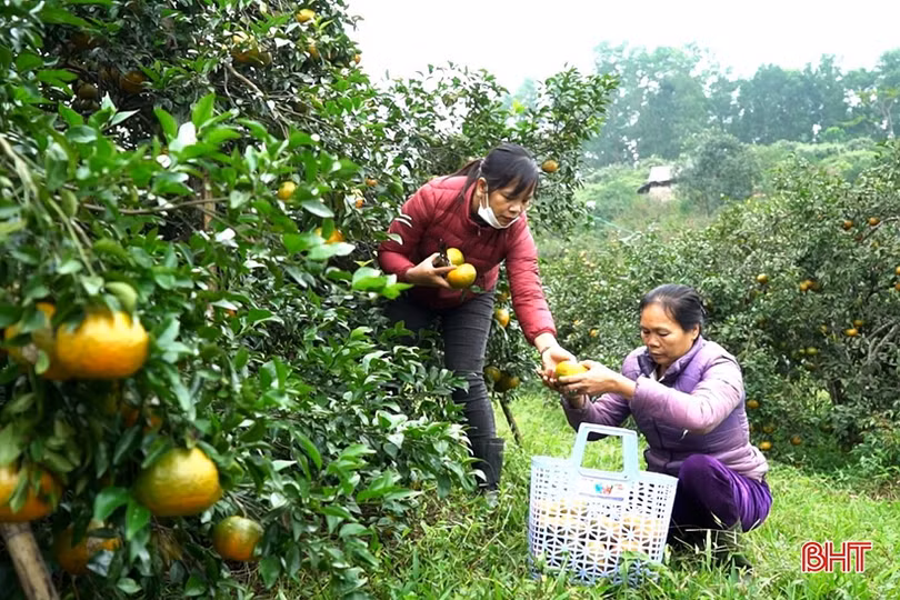 “Vựa” cam bù Hà Tĩnh vào mùa thu hoạch