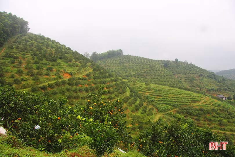 “Vựa” cam bù Hà Tĩnh vào mùa thu hoạch