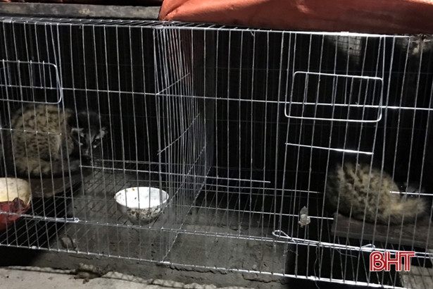 Phát hiện số lượng lớn động vật hoang dã tại một nhà dân ở vùng thượng Kỳ Anh