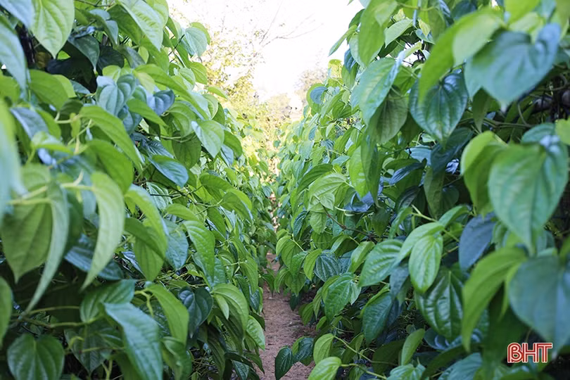 Làng trầu “tiến vua” ở Hà Tĩnh tất bật vào vụ tết