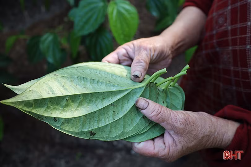 Làng trầu “tiến vua” ở Hà Tĩnh tất bật vào vụ tết
