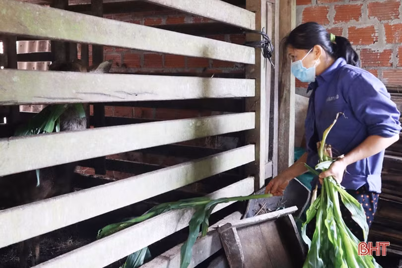 Người dân Hương Sơn chăm hươu chờ hái lộc Tết