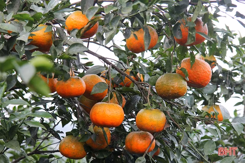 “Vựa” cam bù Hà Tĩnh vào mùa thu hoạch