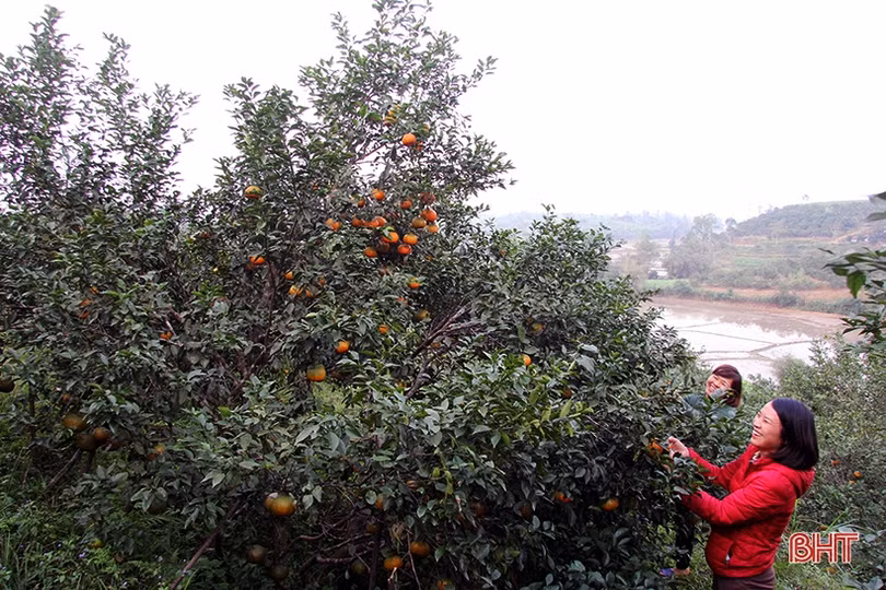“Vựa” cam bù Hà Tĩnh vào mùa thu hoạch