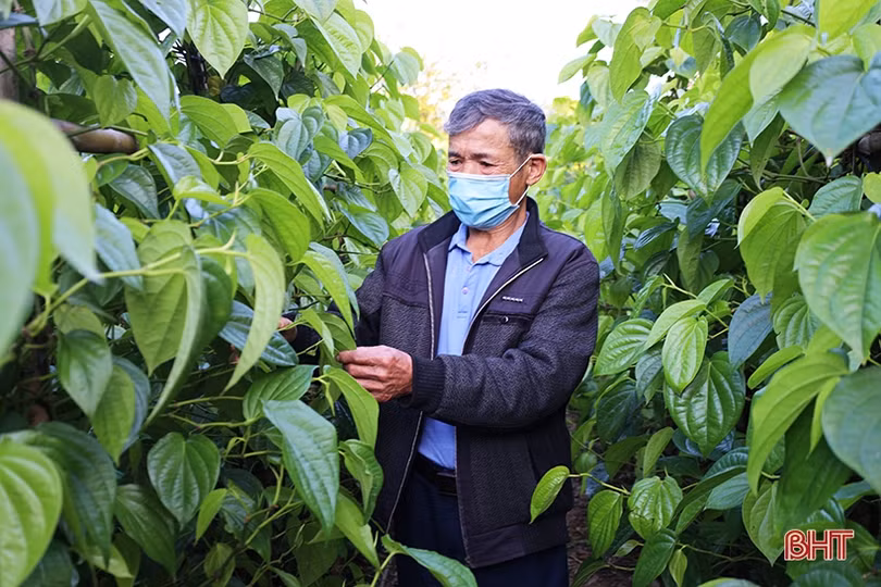 Làng trầu “tiến vua” ở Hà Tĩnh tất bật vào vụ tết