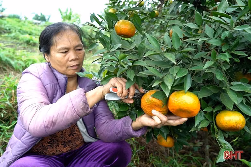 “Vựa” cam bù Hà Tĩnh vào mùa thu hoạch