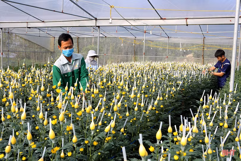 Thương lái đến tận vườn đặt cọc, người trồng hoa ở Hà Tĩnh hết lo ế hàng