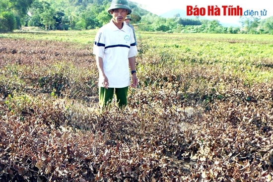 Hà Tĩnh "gồng mình" trong đại hạn! ảnh 5