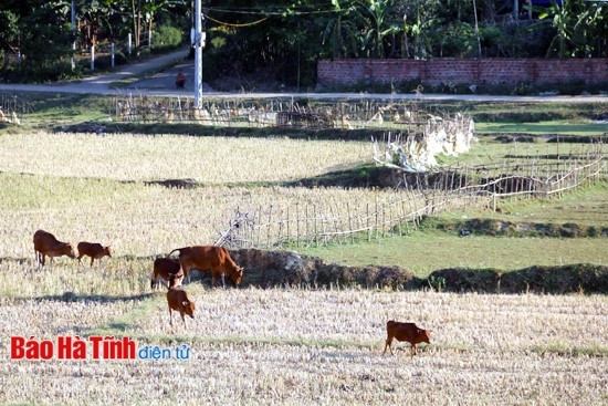 Hàng trăm héc-ta lúa ở huyện miền núi Hương Khê mỏi mòn đợi nước (Trong ảnh là cánh đồng chạy lụt thôn 9, xã Phúc Đồng (Hương Khê) chưa thể làm đất dù đã trễ thời vụ khá lâu)