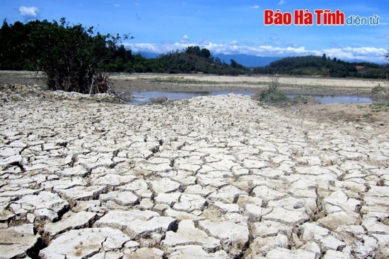 Lần đầu tiên sau hàng chục năm, Hà Tĩnh đã phải chấp nhận để gần 1.000 ha đất lúa không thể gieo cấy vì thiếu nước và mặn xâm nhập. (Trong ảnh là những cánh đồng khô nứt nẻ ở huyện miền núi Vũ Quang)