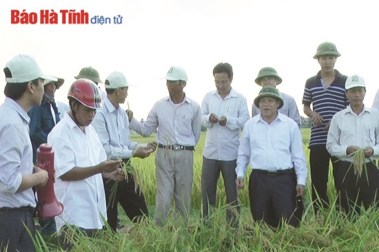 Cẩm Xuyên hướng đến huyện nông thôn mới phát triển bền vững ảnh 2 Cẩm Xuyên hướng đến huyện nông thôn mới phát triển bền vững ảnh 2