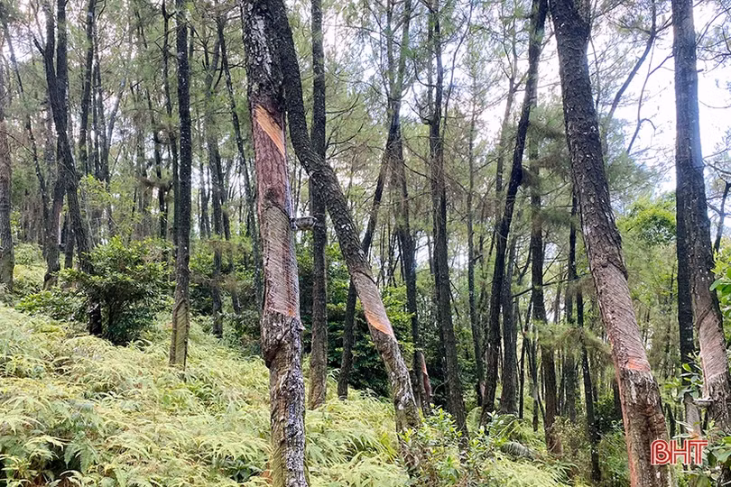 Cảnh báo khai thác nhựa thông kiểu tận diệt