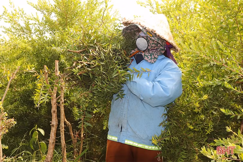 Mở hướng phát triển kinh tế từ cây tràm năm gân