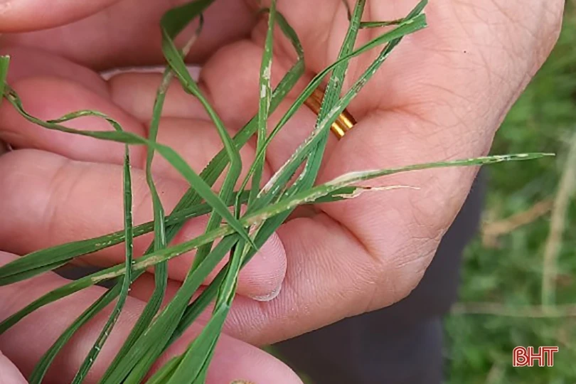 Sở NN&PTNT Hà Tĩnh “thúc” các địa phương phòng trừ sâu cuốn lá nhỏ hại lúa hè thu