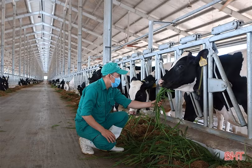 Nhiều trang trại ở Hà Tĩnh thiếu chứng nhận “đủ điều kiện chăn nuôi