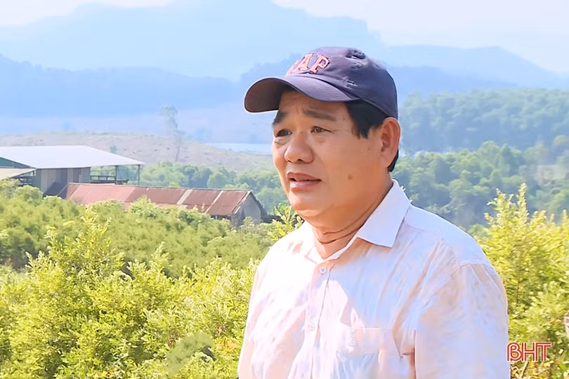 Mở hướng phát triển kinh tế từ cây tràm năm gân