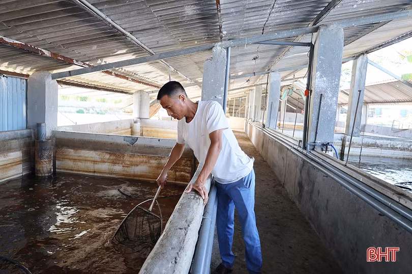 Anh nông dân thu hơn 1 tỷ đồng mỗi năm từ nuôi cá giống