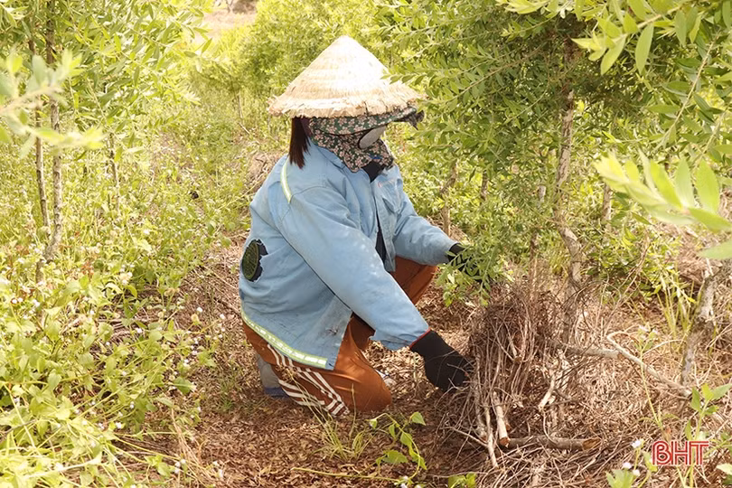 Mở hướng phát triển kinh tế từ cây tràm năm gân