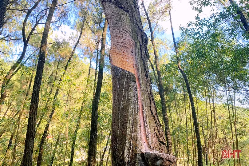 Cảnh báo khai thác nhựa thông kiểu tận diệt