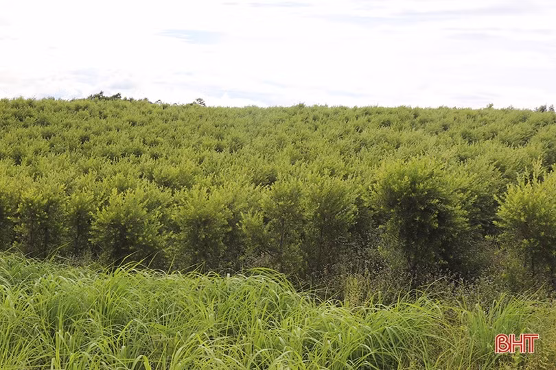 Mở hướng phát triển kinh tế từ cây tràm năm gân