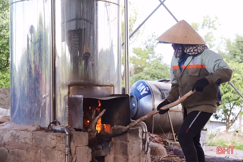 Mở hướng phát triển kinh tế từ cây tràm năm gân