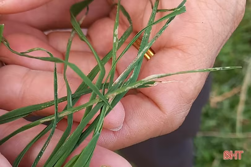 Phát hiện sớm, xử lý triệt để sâu cuốn lá nhỏ trên đồng ruộng Hà Tĩnh