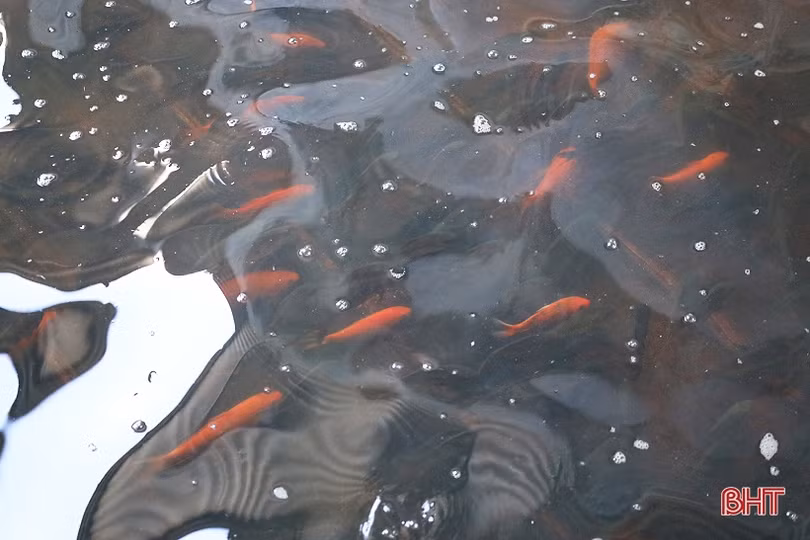 Anh nông dân thu hơn 1 tỷ đồng mỗi năm từ nuôi cá giống