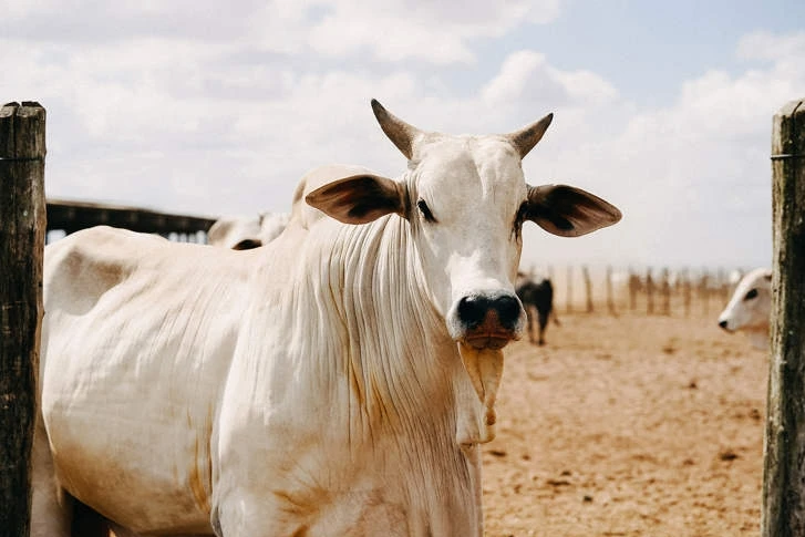 Con bò đắt nhất thế giới có giá 4,3 triệu USD