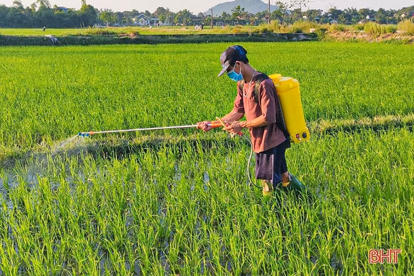 Phát hiện sớm, xử lý triệt để sâu cuốn lá nhỏ trên đồng ruộng Hà Tĩnh