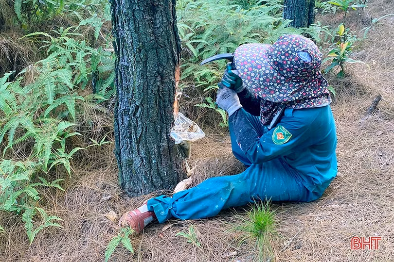 Cảnh báo khai thác nhựa thông kiểu tận diệt