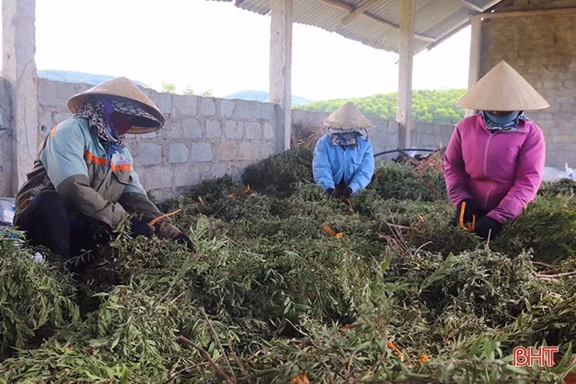 Mở hướng phát triển kinh tế từ cây tràm năm gân