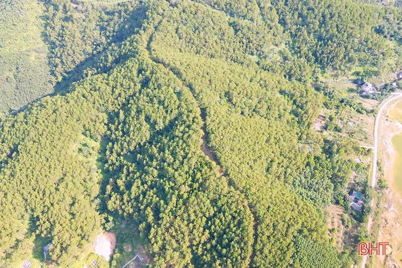 Cảnh báo khai thác nhựa thông kiểu tận diệt