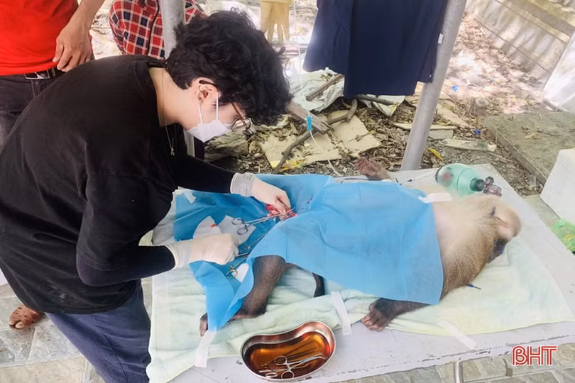 Hà Tĩnh chung tay cứu hộ, bảo vệ động vật hoang dã