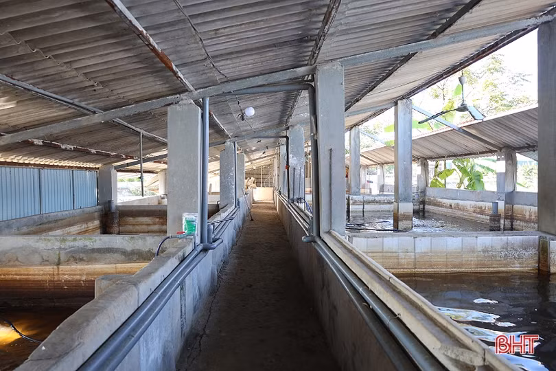 Anh nông dân thu hơn 1 tỷ đồng mỗi năm từ nuôi cá giống