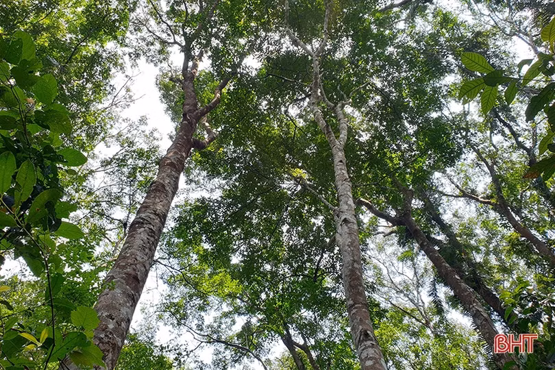 Hơn 25.700 ha rừng Hà Tĩnh có “vé thông hành” vào thị trường gỗ quốc tế