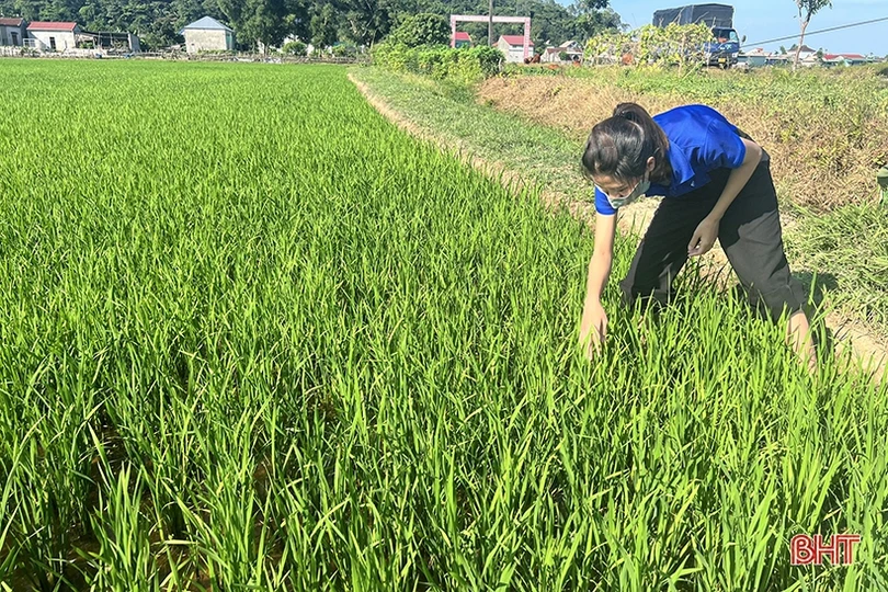Phát hiện sớm, xử lý triệt để sâu cuốn lá nhỏ trên đồng ruộng Hà Tĩnh