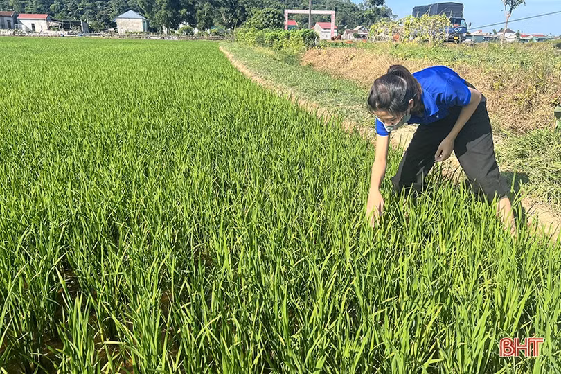 Phát hiện sớm, xử lý triệt để sâu cuốn lá nhỏ trên đồng ruộng Hà Tĩnh