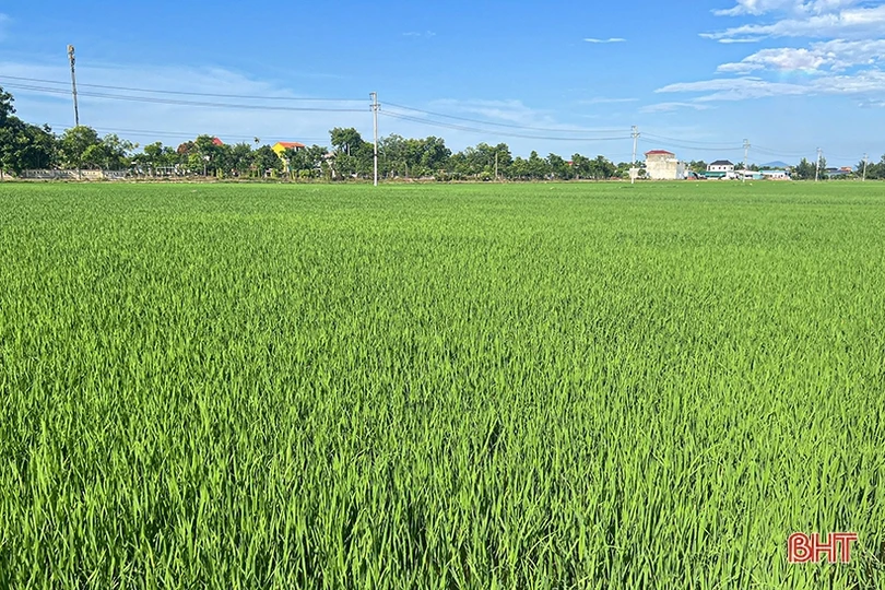 Phát hiện sớm, xử lý triệt để sâu cuốn lá nhỏ trên đồng ruộng Hà Tĩnh