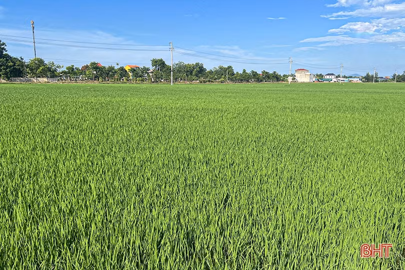 Phát hiện sớm, xử lý triệt để sâu cuốn lá nhỏ trên đồng ruộng Hà Tĩnh