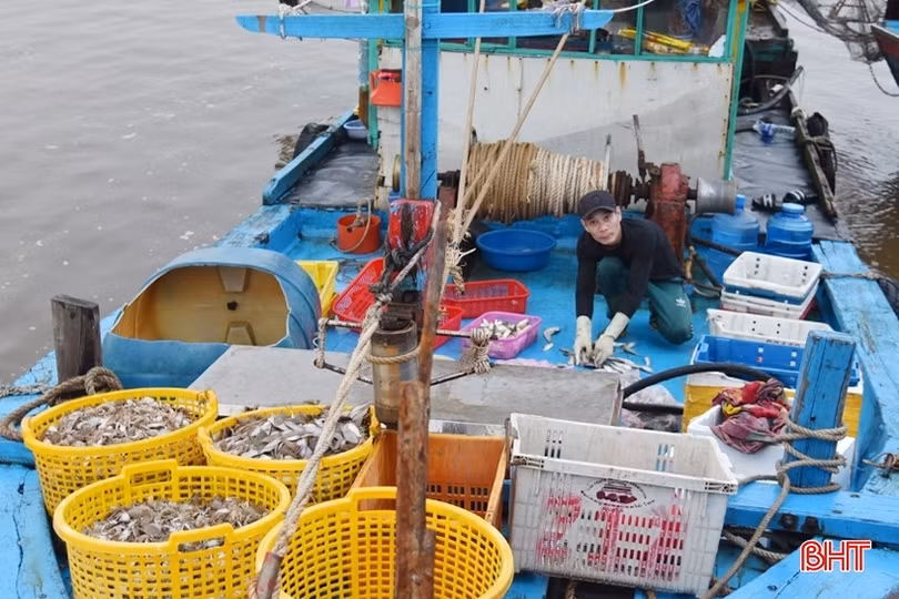 Chợ cá Kim Đôi...