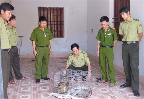 Kiểm tra việc chấp hành pháp luật về bảo vệ môi trường tại nhà hàng, khách sạn Bắt giữ vụ vận chuyển gỗ trái phép Kiểm tra hệ thống xử lý nước thải tại nhà máy sản xuất tinh bột sắn Vedan Hà Tĩnh CSMT Hà Tĩnh phối hợp với Chi cục Kiểm lâm bắt giữ và thả về rừng 01 cá thể mèo rừng thuộc nhóm 1B (nhóm nghiêm cấm mua bán, vận chuyển)