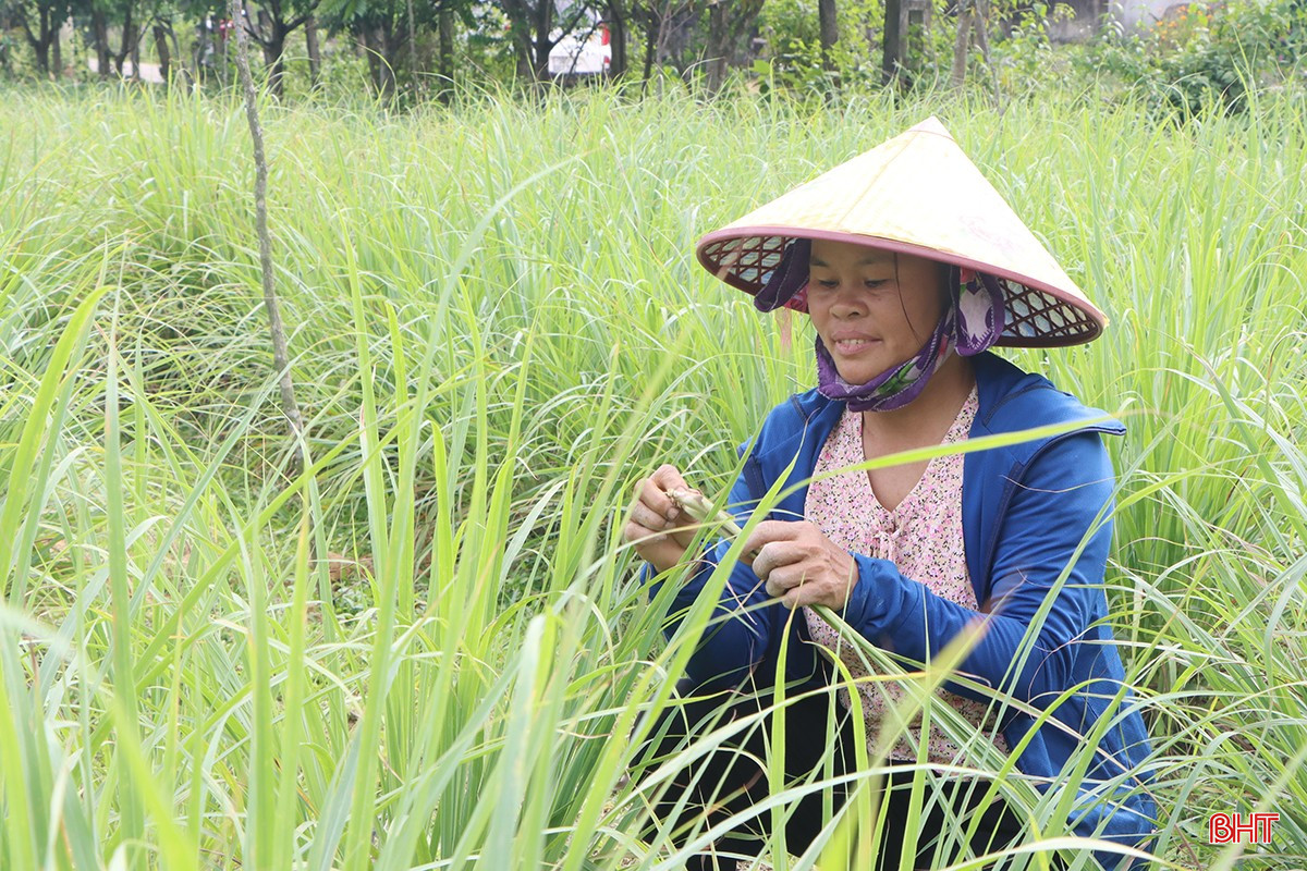 Chị Hà Thị Vinh - thành viên tổ hợp tác chia sẻ: "Cây sả bén rễ trong vườn hộ của gia đình đã nhiều năm nay nhưng chủ yếu là trồng tự phát. Tuy nhiên, từ đầu năm lại nay, khi chính quyền địa phương thành lập tổ hợp tác thì gia đình tôi cũng đầu tư sản xuất quy mô hơn. Hiện nay, trong vườn nhà có 4 sào sả đã cho thu hoạch. Tôi đang tiếp tục mở rộng diện tích, trồng thêm 3 sào".